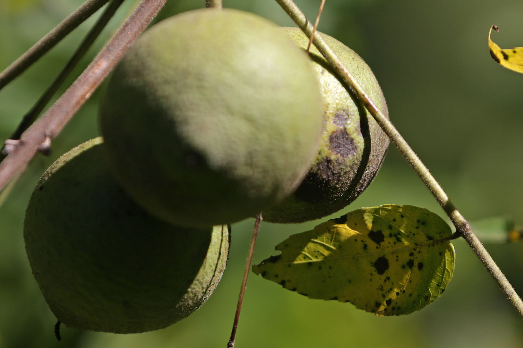 J's Black Walnuts